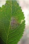 Stigmella prunetorum