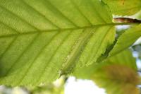 Phyllonorycter tenerella