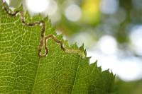 Stigmella floslactella/microtheriella