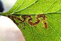 Stigmella oxyacanthella