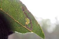 Stigmella salicis