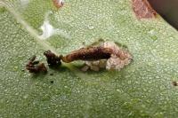 Coleophora kuehnella