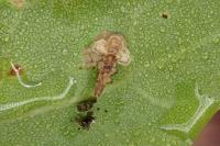 Coleophora kuehnella