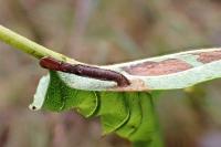 Coleophora alnifoliae