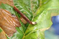 Coleophora alnifoliae