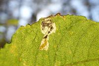 Stigmella salicis