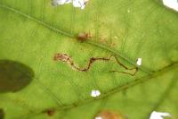 Stigmella roborella