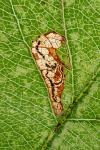 Stigmella malella