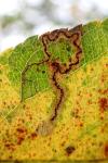 Stigmella malella