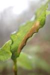 Phyllonorycter