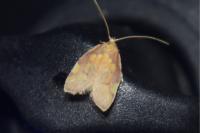 Carcina quercana