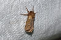 Triodia sylvina