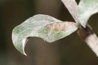 Phyllonorycter quinqueguttella