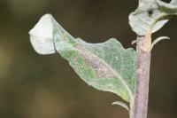 Phyllonorycter quinqueguttella