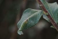 Phyllonorycter quinqueguttella