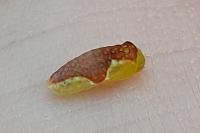 Heterogenea asella