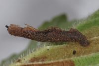 Coleophora limosipennella