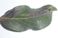 Phyllonorycter quinqueguttella