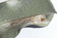 Phyllonorycter quinqueguttella