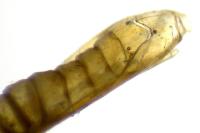 Phyllonorycter quinqueguttella