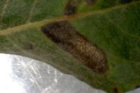 Phyllonorycter quinqueguttella