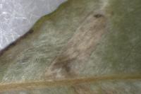 Phyllonorycter quinqueguttella