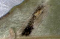 Phyllonorycter quinqueguttella