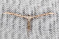 Emmelina monodactyla