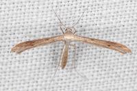 Stenoptilia