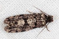 Morophaga morella