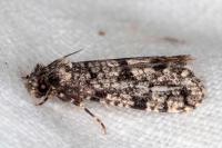 Morophaga morella