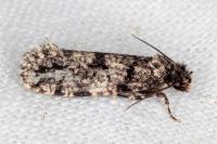 Morophaga morella