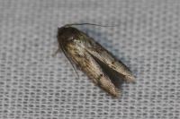 Blastobasis glandulella