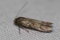 Blastobasis glandulella