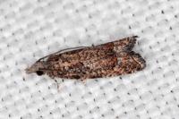 Acroclita subsequana