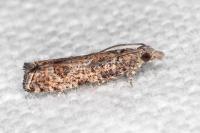 Acroclita subsequana
