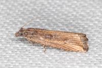 Bactra venosana