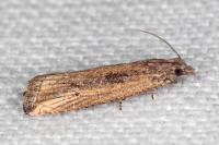 Bactra venosana