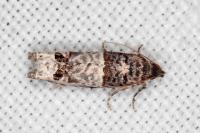 Notocelia incarnatana