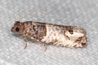 Notocelia incarnatana