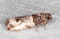 Notocelia incarnatana