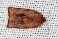 Cacoecimorpha pronubana
