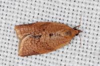 Clepsis consimilana