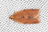 Clepsis consimilana