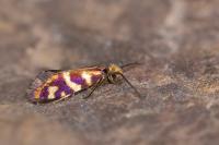 Micropterix schaefferi