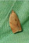Clepsis consimilana