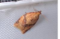 Clepsis consimilana
