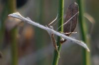 Emmelina monodactyla