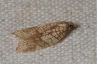 Acleris rhombana