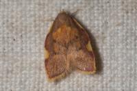 Carcina quercana